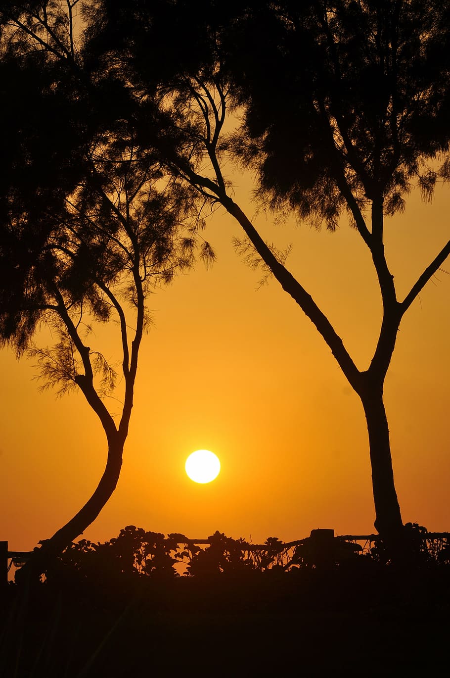 sun between trees, sunset, nature, beach, sky, sunlight, summer HD wallpaper