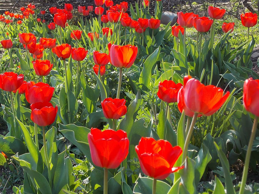 Tulip, Spring Flowers, plant, red, growth, poppy, nature, flowering plant HD wallpaper