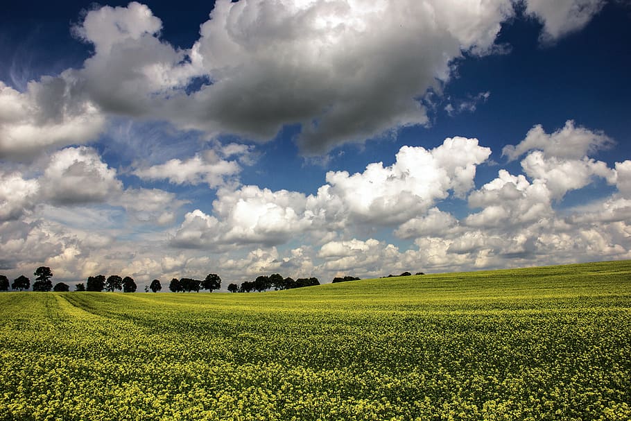 landscape, field, clouds, nature, earth, trees, agriculture HD wallpaper