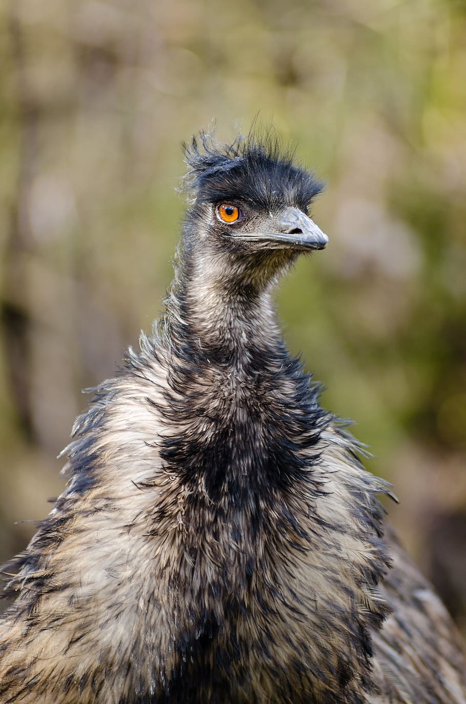 Bird, Emu Australia, Dromaiidae, big size, funny, birds, feathers, HD wallpaper