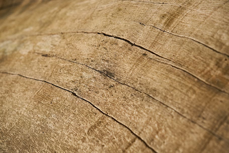 abstract, texture, tree, macro, pattern, detail, nobody, backgrounds HD wallpaper