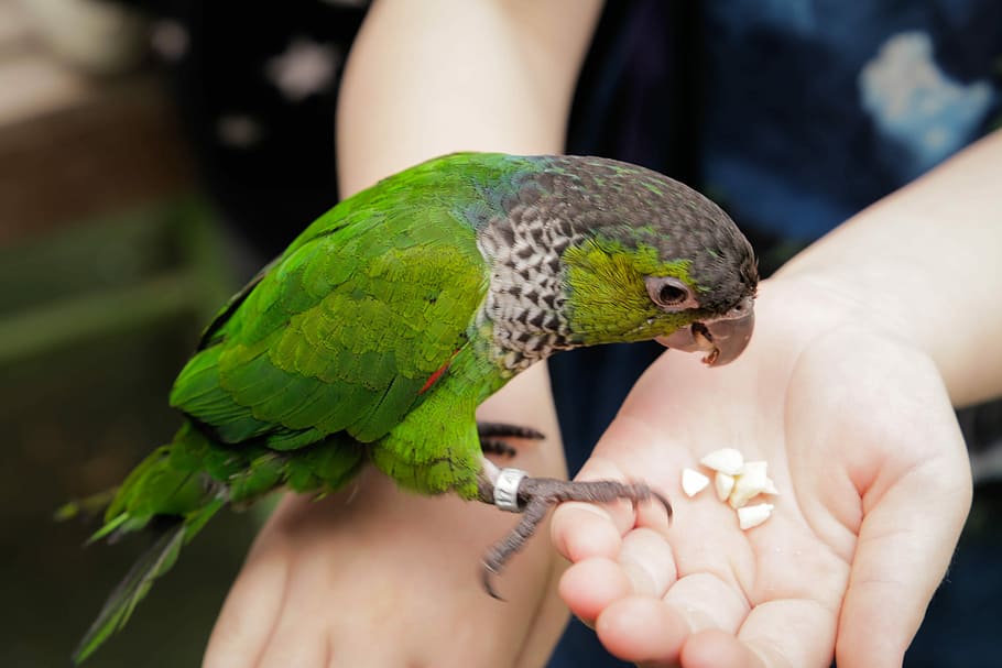 nature, bird, feather, green, colorful, parrot, hand, human hand HD wallpaper