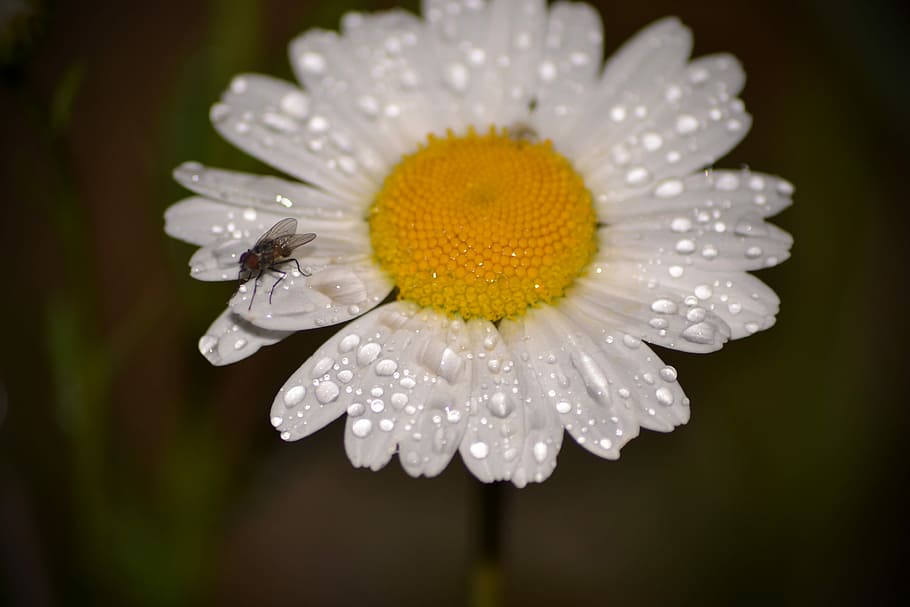 White, Daisy, Flowers, Fly, Insect, sitting, dewdrops, wet HD wallpaper