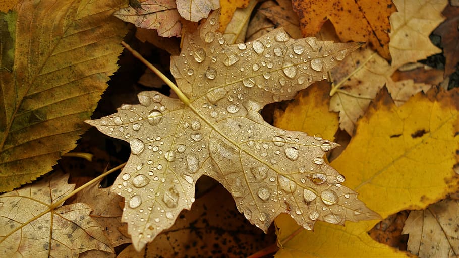 autumn, maple leaf, yellow leaves, nature, season, backgrounds HD wallpaper