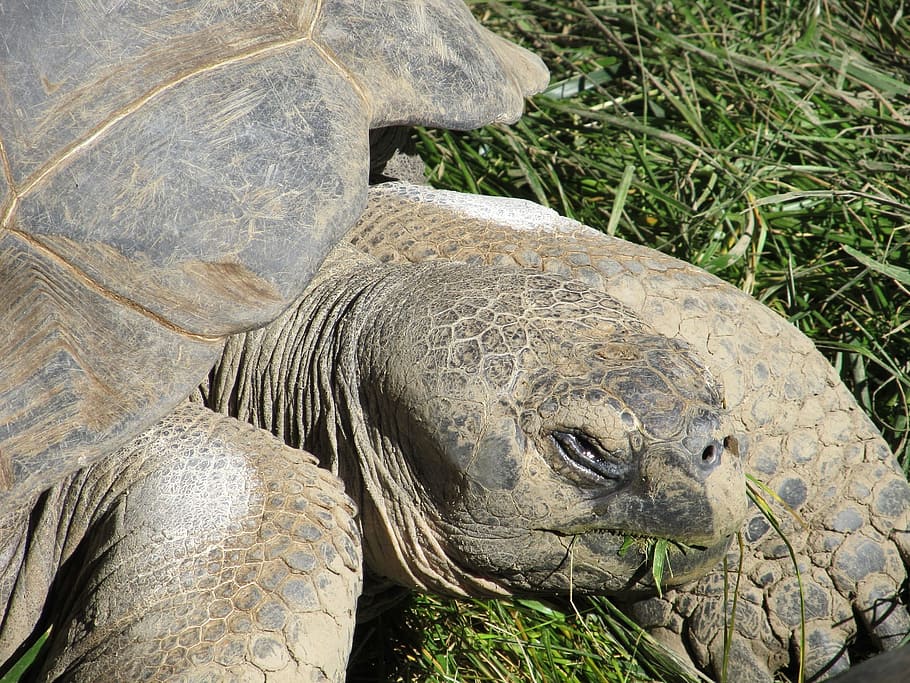 Tortoise, Giant, Reptile, Shell, wildlife, large, zoo, animal HD wallpaper