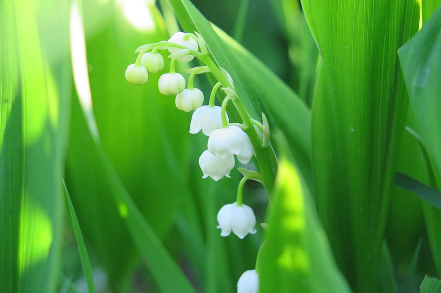 Hd Wallpaper: Lily Of The Valley, Flowers, Plant, Growth, Beauty In 