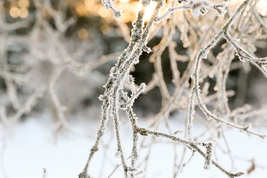 frost, winter, nature, snow, tree, cold temperature, frozen HD wallpaper