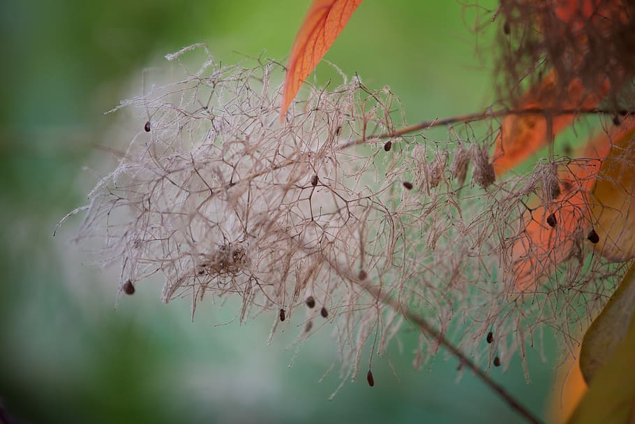Tree, Nature, Fluffy, flowering, tree branches, bud, animal themes HD wallpaper