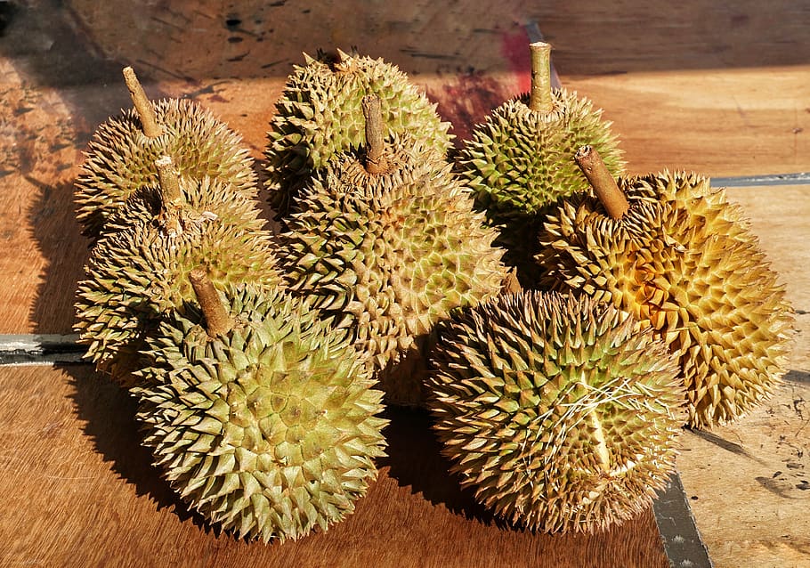 syrian, durio, fruit, spine, prickly, sharp, strong, smell HD wallpaper