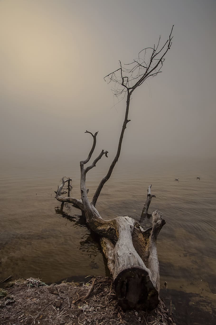tree, nature, dawn, no one, landscape, water, fog, bare tree HD wallpaper