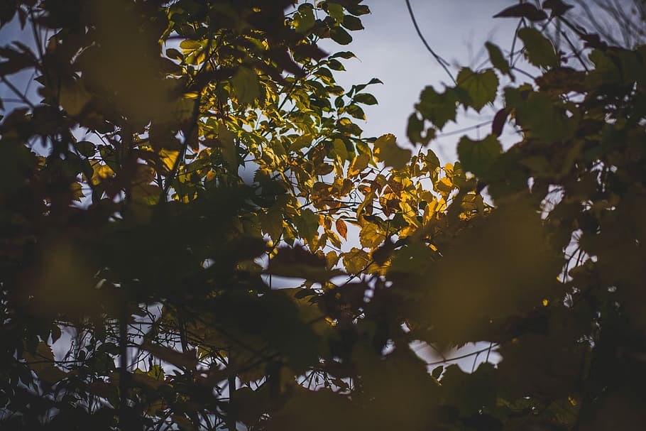 low angle photography of green leafed trees, close up photo of green leafed tree HD wallpaper