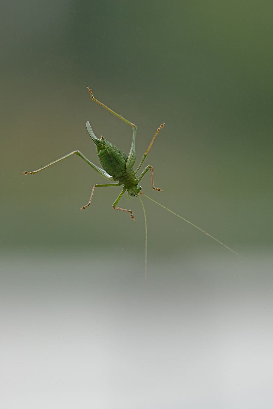 gomphocerinae, grasshopper, field grasshopper, insect, nature, HD wallpaper