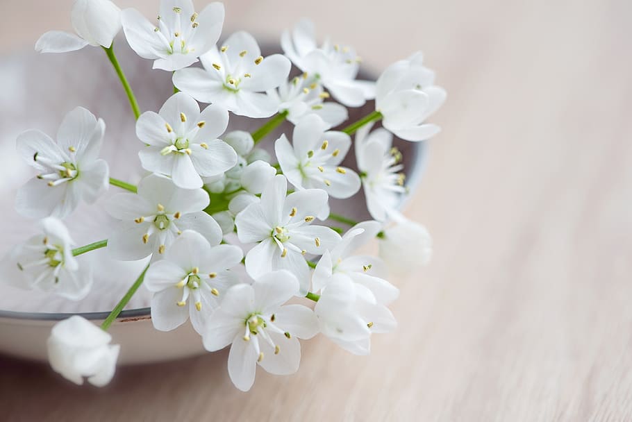 white petaled flower, flowers, white flowers, shell, leek flower, HD wallpaper