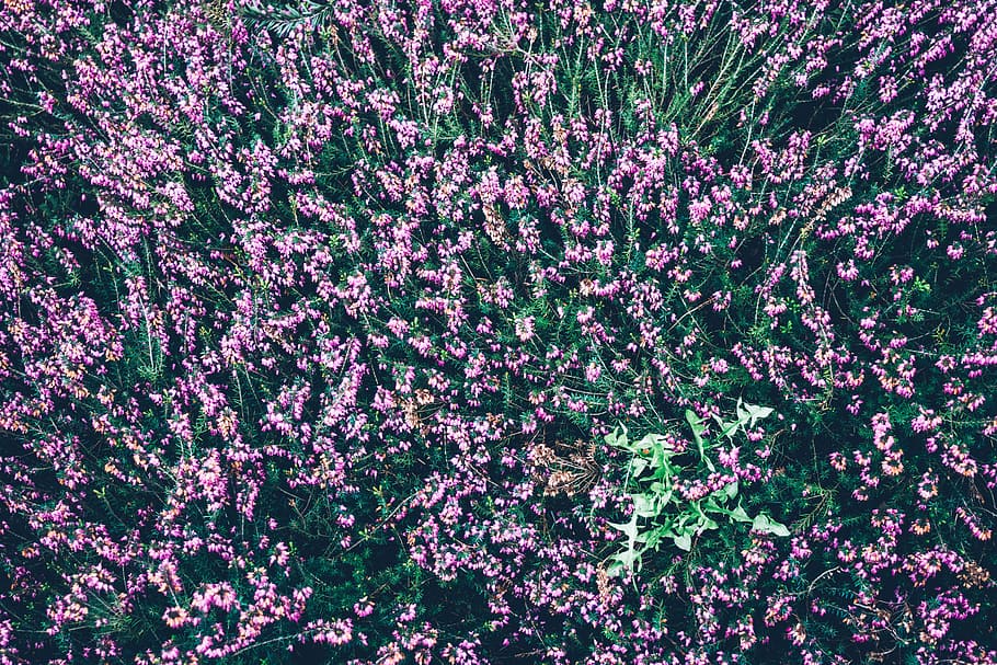 bloom, blossom, field, flora, flowers, nature, plants, flowering plant HD wallpaper