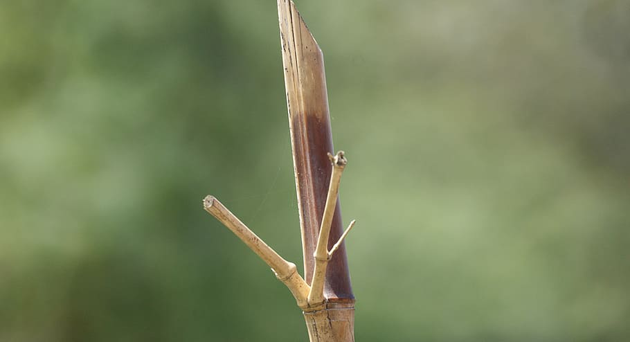 image, nature, palo, bamboo, illustration, armenia, animal wildlife HD wallpaper