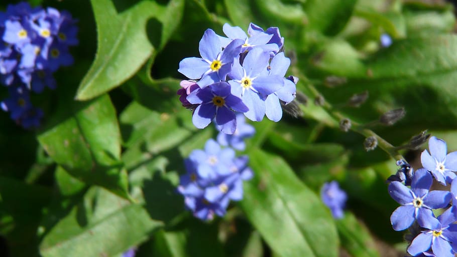 Violet, Blossom, Bloom, Blue, Spring, plant, violet plant, flora HD wallpaper