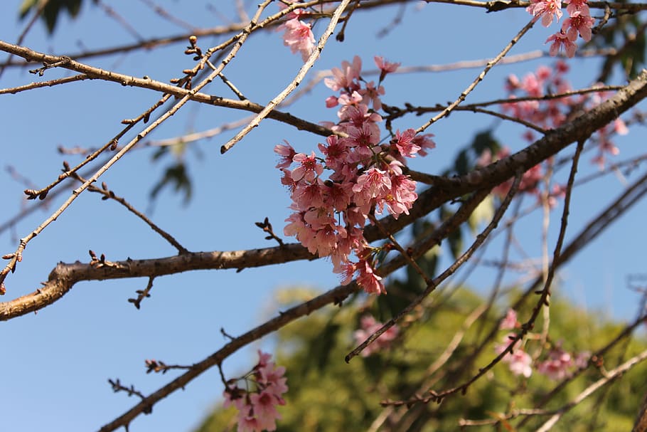 zu lai temple, cherry, tree, flowers, summer, spring, plant HD wallpaper