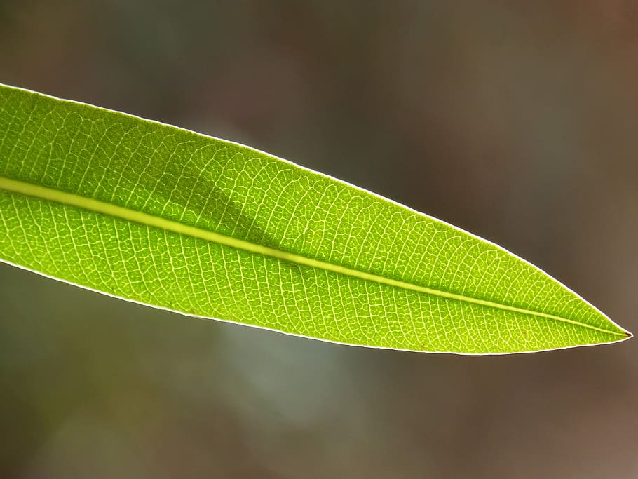 leaf, plant, texture, backlight, nature, environment, plant part HD wallpaper