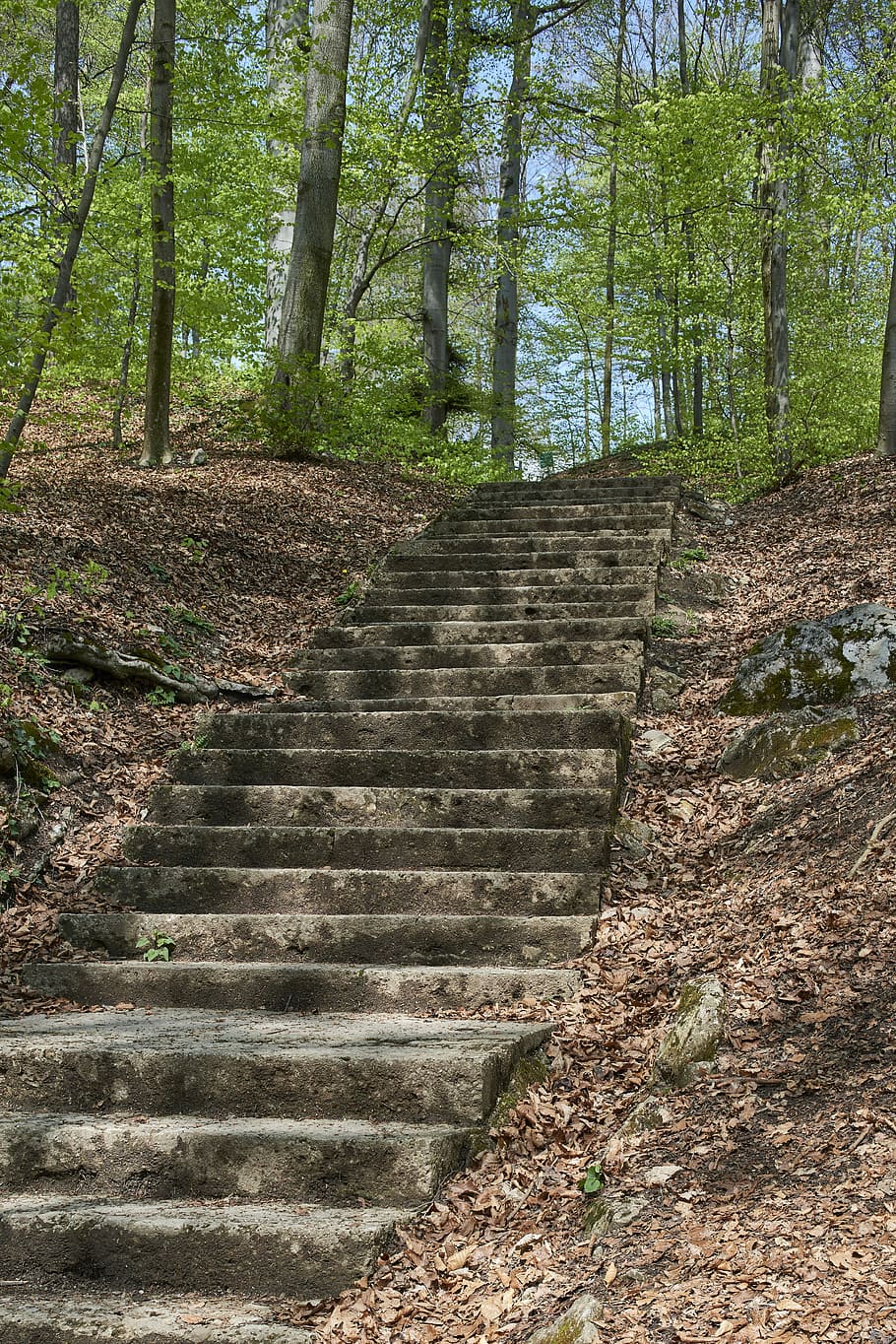 Forest, Path, Stairs, Rise, gradually, forest path, stone stairway HD wallpaper