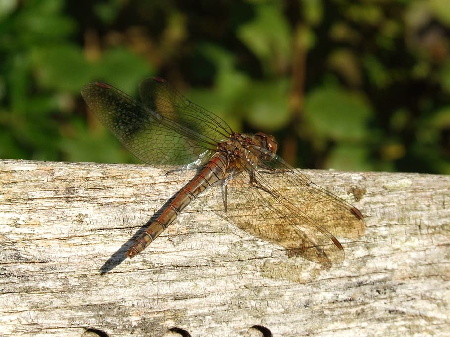 may fly, dragon fly, dragon-fly, dragonfly, insect, macro, may-fly HD wallpaper