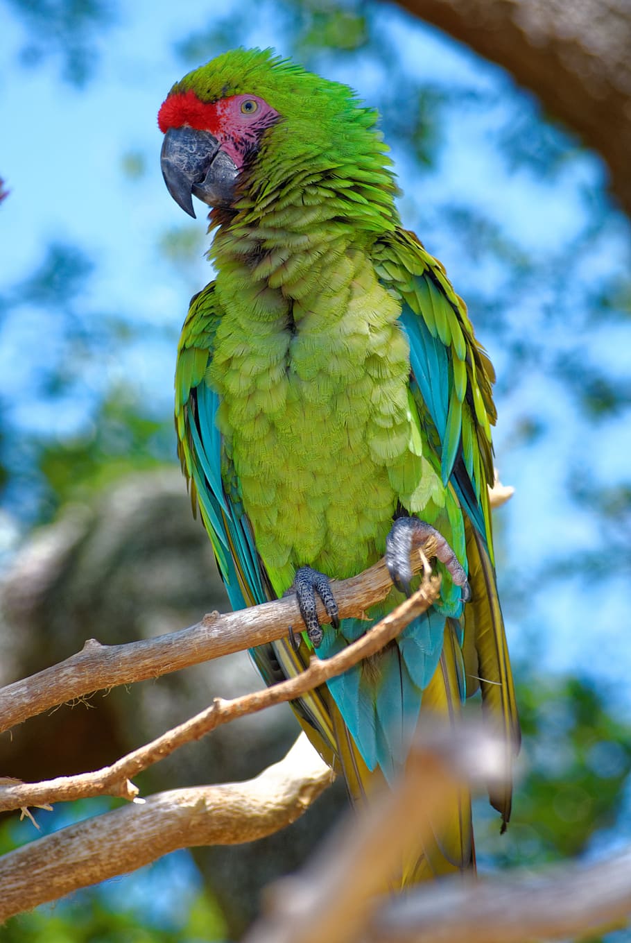 parrot, feathers, perch, beak, colours, wildlife, bird, nature HD wallpaper