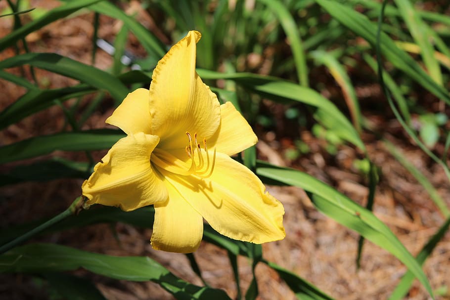 flowers, bright, yellow, flowering plant, vulnerability, fragility HD wallpaper