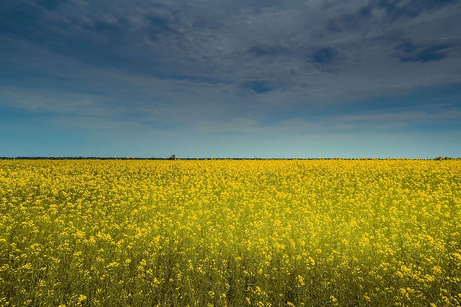 net, beautiful, field, yellow, landscape, beauty in nature HD wallpaper