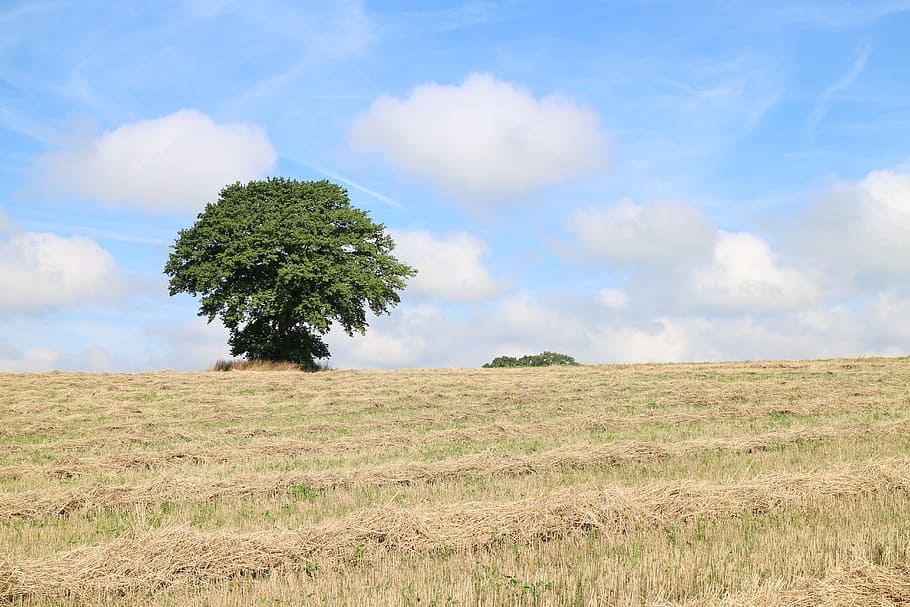 Tree, Individually, Field, Meadow, Hay, sky, clouds, harvest HD wallpaper