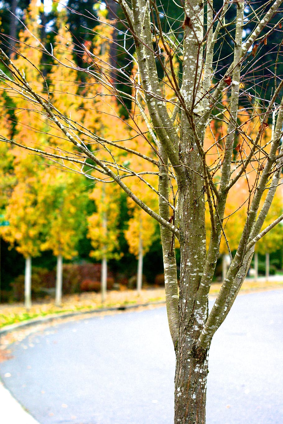 Trees, Road, Nature, Season, autumn, fall, yellow, foliage HD wallpaper