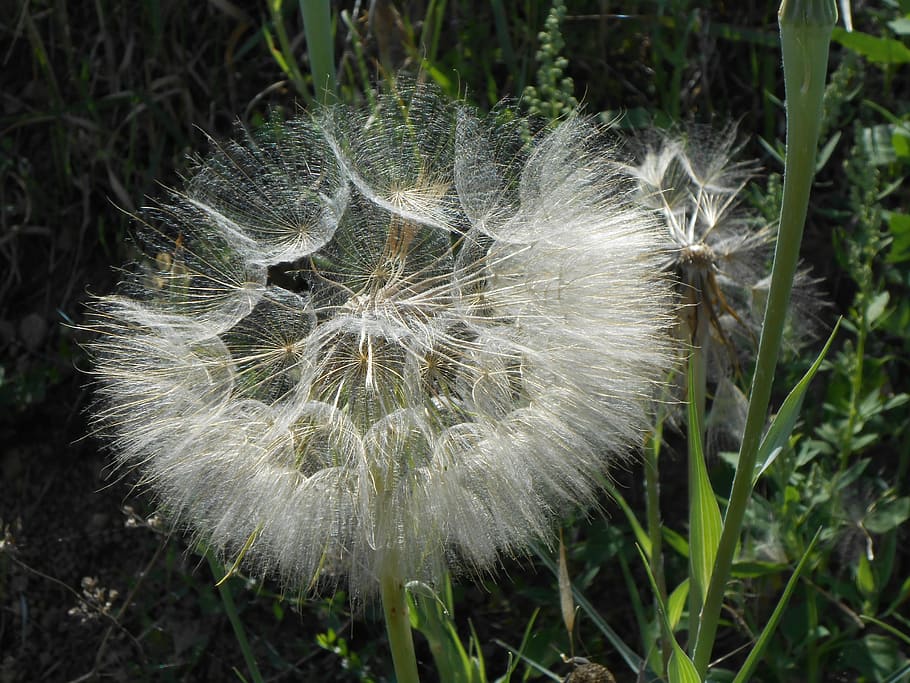 Dandelion, Flower, fragility, growth, nature, plant, vulnerability HD wallpaper
