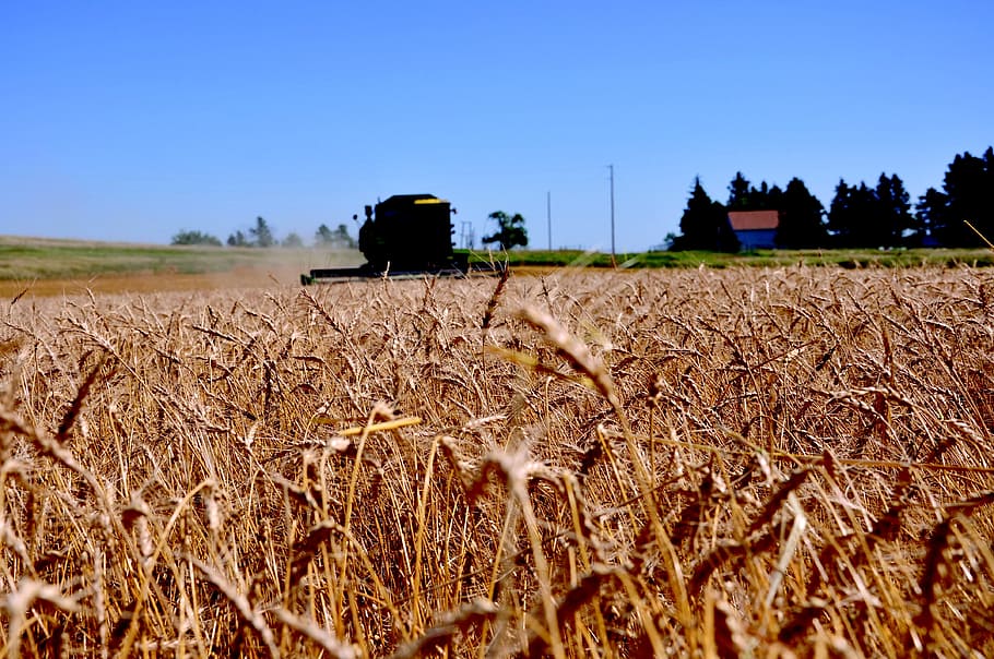 Wheat, North Dakota, Dakota, Field, Field, Crop, Rural, blue sky, HD wallpaper