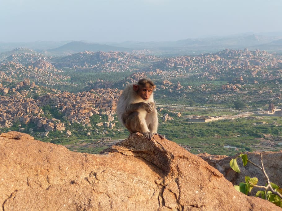 Monkey, Mountain, Animal World, äffchen, view, india, monkey child HD wallpaper
