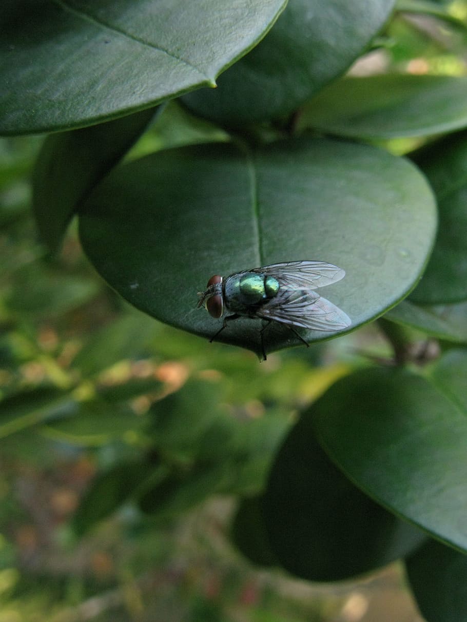 fly, bug, natural, insect, leaf, plant part, growth, close-up HD wallpaper