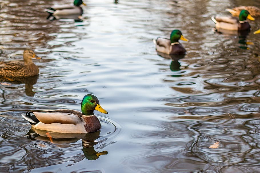 ducks, mallards, lake, pond, park, wildlife, animals, birds HD wallpaper