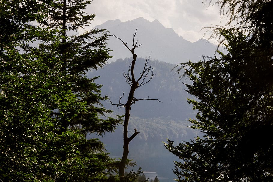 Bavarian Alps, landscape, nature, tree, sky, scenics, outdoors HD wallpaper
