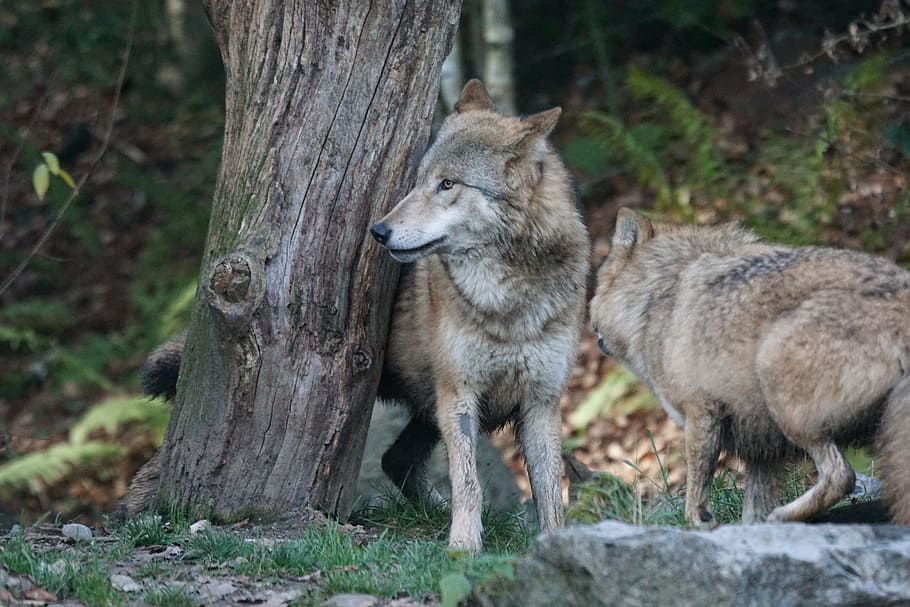 two grey wolves near tree, animals, predator, mongolian wolf, HD wallpaper