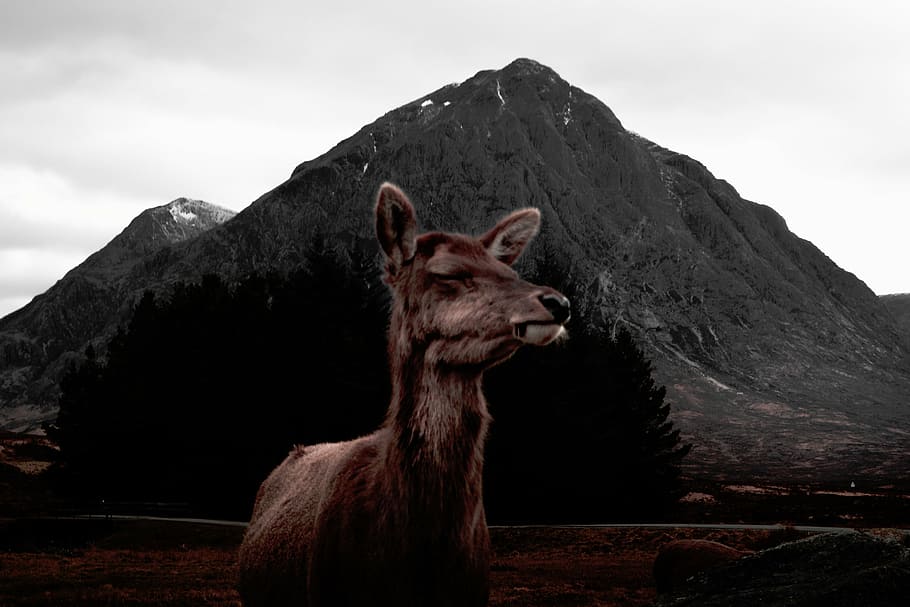 brown animal near mountain, nature, mountains, sky, clouds HD wallpaper