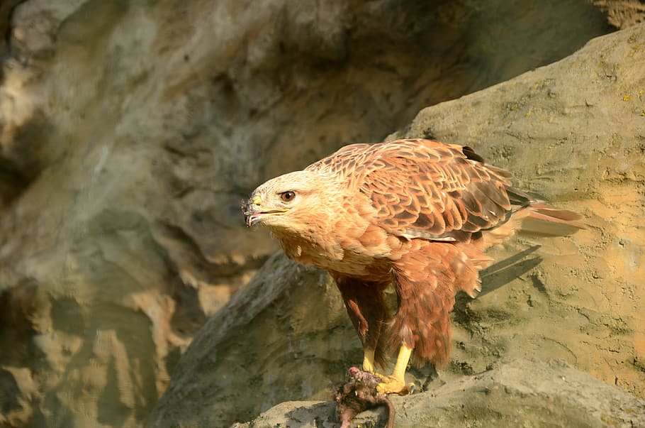 Bird, Golden Eagle, Extraction, Beak, predator, wings, one animal HD wallpaper