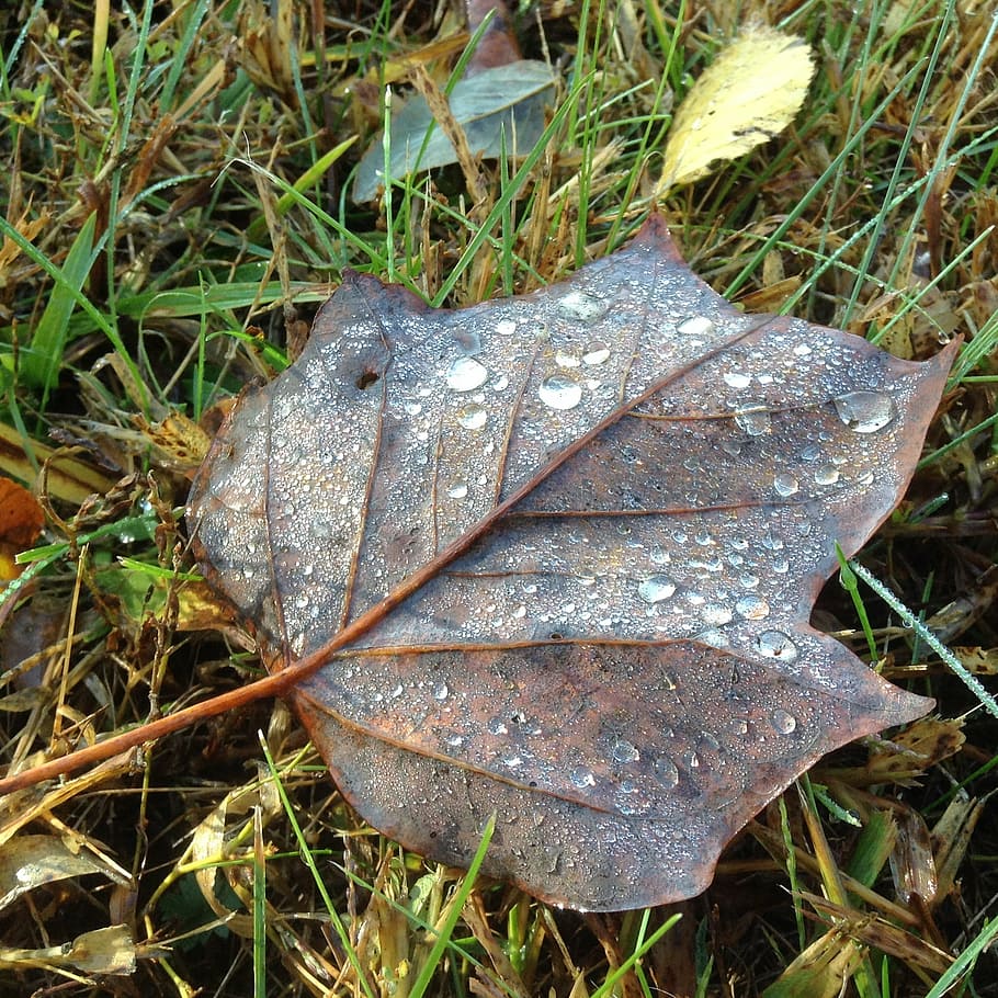 leaf, leaves, autumn, fall, dew, raindrops, poplar, autumn leaves