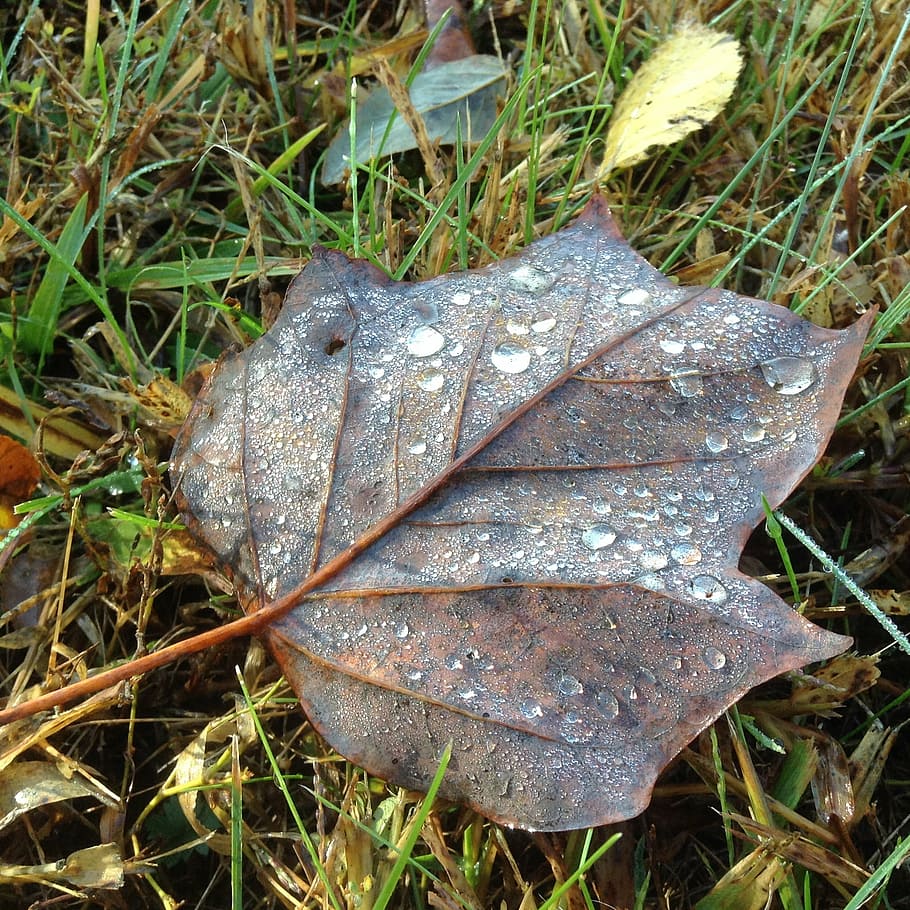 leaf, leaves, autumn, fall, dew, raindrops, poplar, autumn leaves HD wallpaper