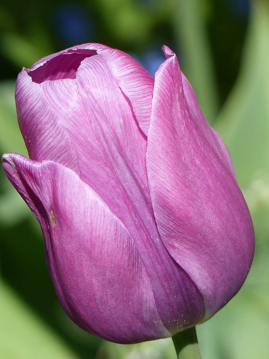 tulip, flower, purple, spring, garden, green, onion, flowering plant HD wallpaper