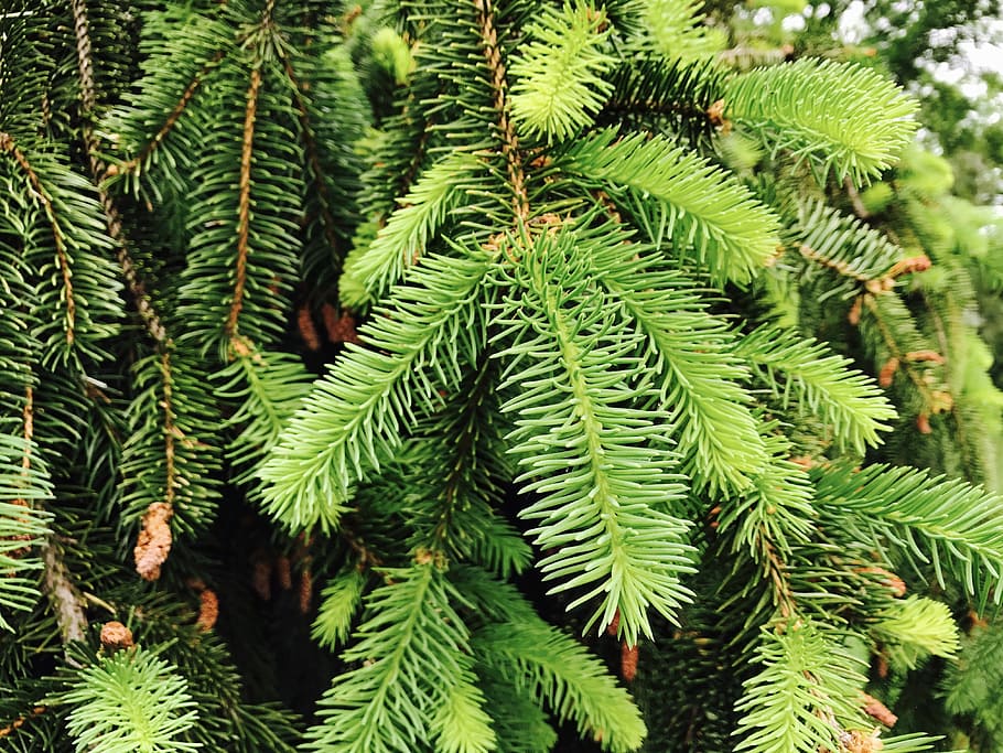Closeup Conifer Tree, branch, close-up, coniferous, evergreen HD wallpaper