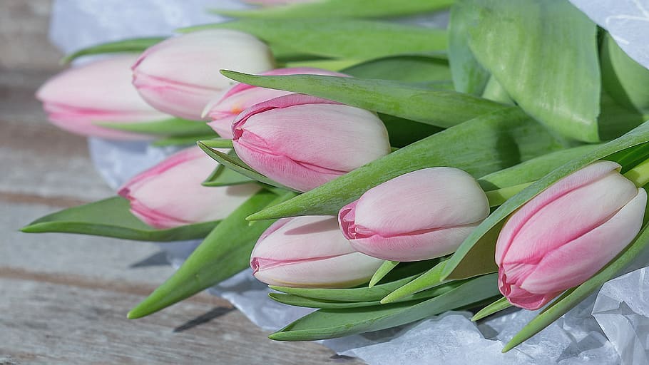 pink and white tulips on brown wooden surface, flower, floral, HD wallpaper