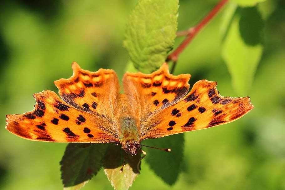 Falter, Butterfly, Insect, edelfalter, c falter, colorful, edge of the woods HD wallpaper