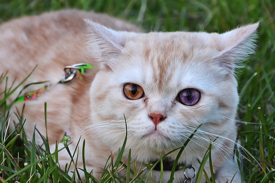 orange tabby cat lying on grass, Pets, Cute, Sweet, Kitty, baby animal HD wallpaper