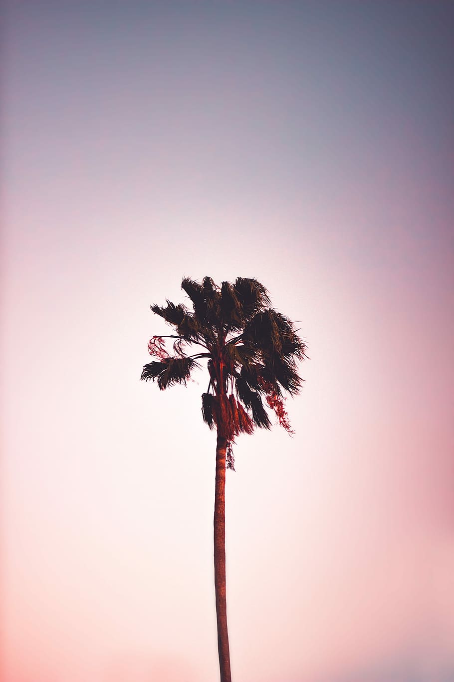 green leafed tree under blue sky, photo of palm tree during day time HD wallpaper