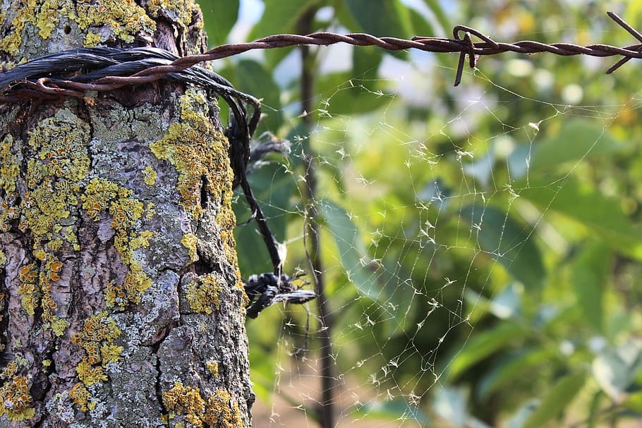 tree, kocaeli, turkey, spider web, close-up, focus on foreground, HD wallpaper