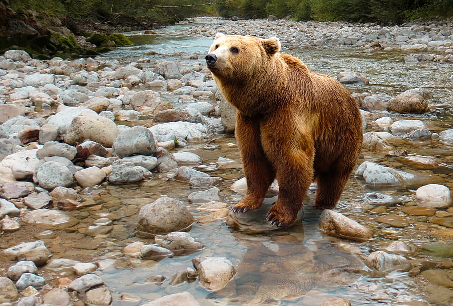 brown bear on river with rocks, predator, dangerous, water HD wallpaper