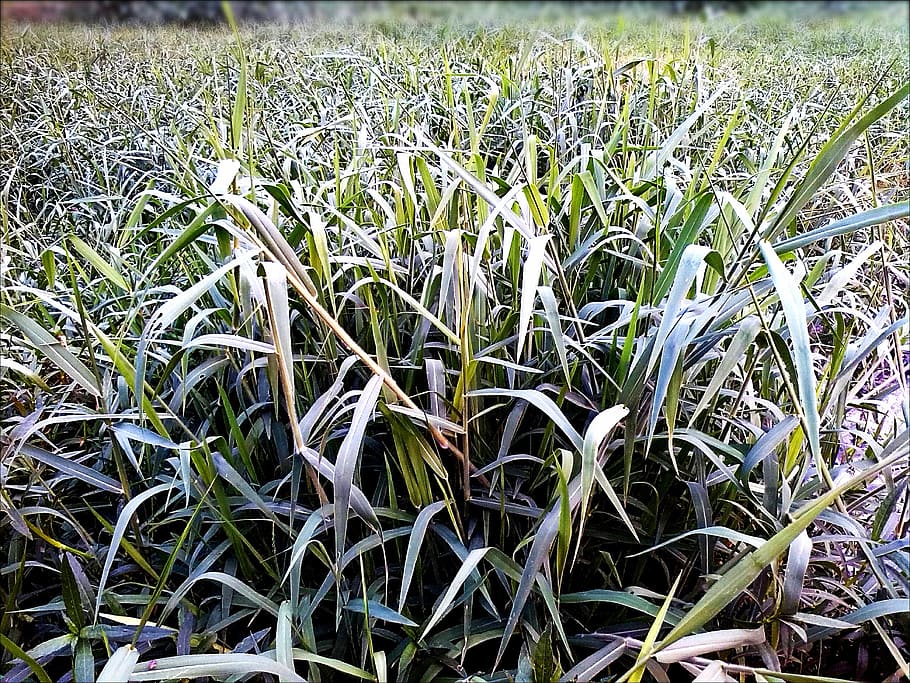 lawn, grass, growth, nature, plant, natural, botanical, organic HD wallpaper