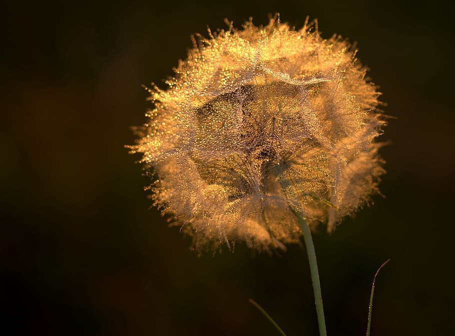 Dandelion, Sunset, Drops, Evening, nature, flower, plant, single Flower HD wallpaper